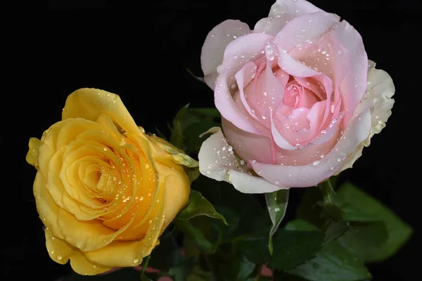 Schöne Rosenblüten Auf Dunklem Hintergrund Sommerkonzept Nahsicht — Stockfoto