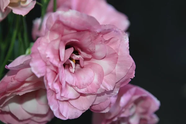 Krásná Eustoma Květiny Tmavém Pozadí Letní Koncept Zblízka — Stock fotografie