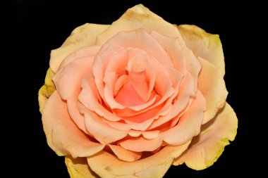 Koyu arkaplanda güzel çiçekler