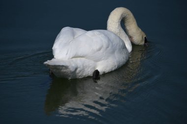 Güzel beyaz kuğu yaz günü göl yüzeyinde yüzüyor. 
