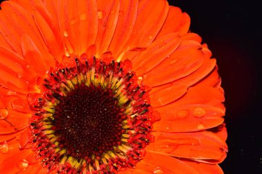 Güzel Gerbera koyu arkaplan, yaz konsepti, yakın görüş  