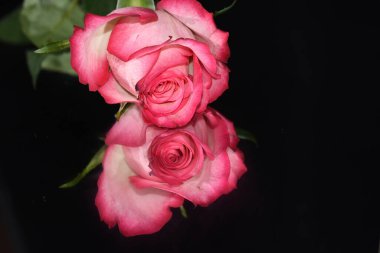 Koyu arkaplanda güzel bir gül, yaz konsepti, yakın görüş  