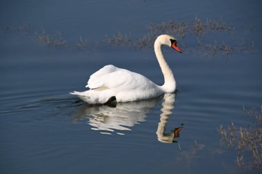 Güzel beyaz kuğu yaz günü göl yüzeyinde yüzüyor. 