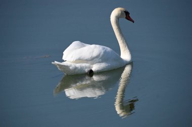 Güzel beyaz kuğu yaz günü göl yüzeyinde yüzüyor. 