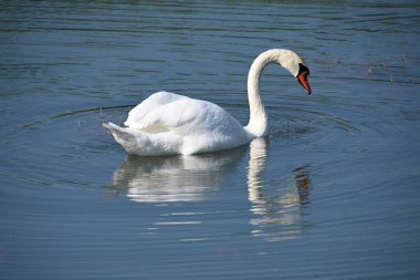 Güzel beyaz kuğu yaz günü göl yüzeyinde yüzüyor. 