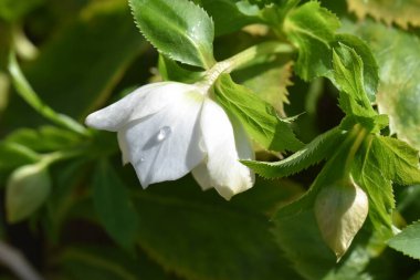 Güneşli yaz gününde bahçede yetişen güzel çiçekler. 