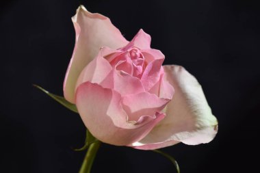 Koyu arkaplanda güzel bir gül, yaz konsepti, yakın görüş  