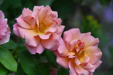 Güneşli yaz gününde bahçede büyüyen güzel güller. 