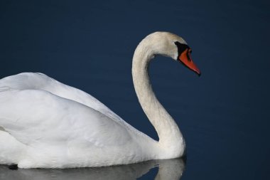 Güzel beyaz kuğu yaz günü göl yüzeyinde yüzüyor. 