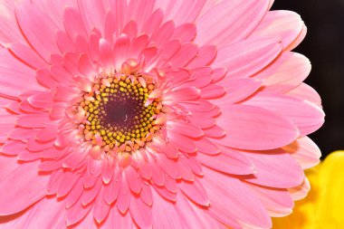 Karanlık arka planda güzel Gerbera çiçeği, yaz konsepti, yakın görüş  