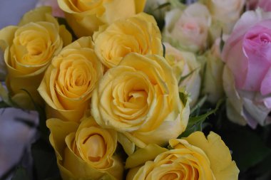 Koyu arkaplanda güzel güller, yaz konsepti, yakın manzara  