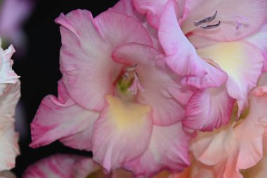 Güneşli yaz gününde bahçede yetişen güzel çiçekler. 