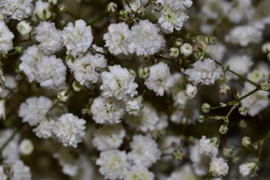 Güneşli yaz gününde bahçede yetişen güzel çiçekler. 