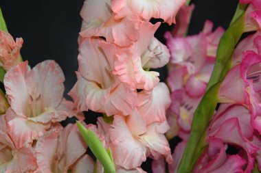 Karanlık arka planda güzel gladyatörler, yaz konsepti, yakın görüş  
