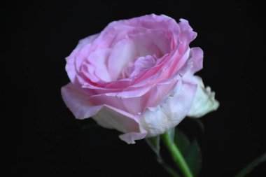 Koyu arkaplanda güzel çiçekler