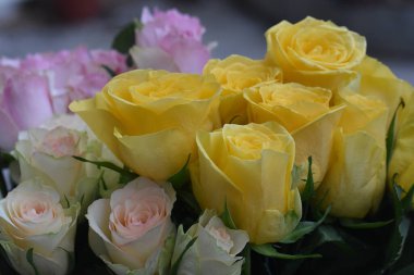 Koyu arkaplanda güzel güller, yaz konsepti, yakın manzara  