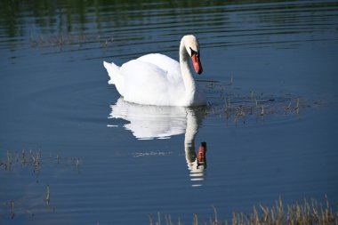 Güzel beyaz kuğu yaz günü göl yüzeyinde yüzüyor. 