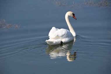Güzel beyaz kuğu yaz günü göl yüzeyinde yüzüyor. 