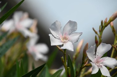 Güneşli yaz gününde bahçede yetişen güzel çiçekler. 