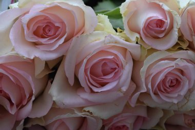 Koyu arkaplanda güzel güller, yaz konsepti, yakın manzara  