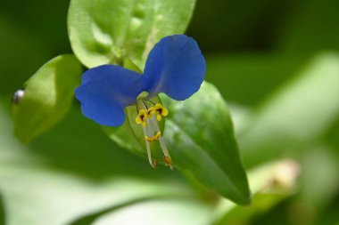 Güneşli yaz gününde bahçede büyüyen güzel bir çiçek. 