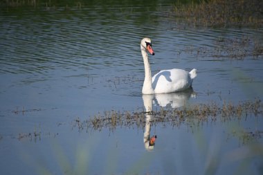 Güzel beyaz kuğu yaz günü göl yüzeyinde yüzüyor. 