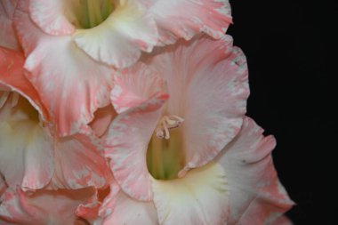 Karanlık arka planda güzel gladyatörler, yaz konsepti, yakın görüş  