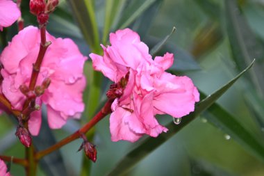 Güneşli yaz gününde bahçede büyüyen güzel bir çiçek. 