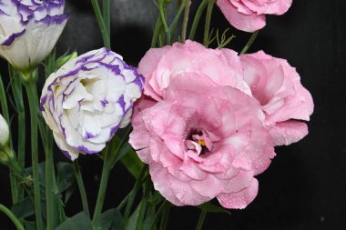 Karanlık arka planda güzel Eustoma çiçekleri, yaz konsepti, yakın görüş  