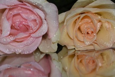 Koyu arkaplanda güzel güller, yaz konsepti, yakın manzara  