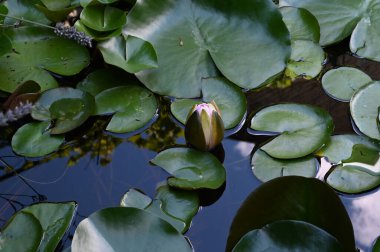 Güzel çiçek açan nilüfer çiçekleri yaz günü gölette büyür. 