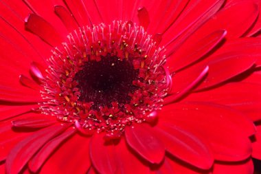 Güzel Gerbera koyu arkaplan, yaz konsepti, yakın görüş  