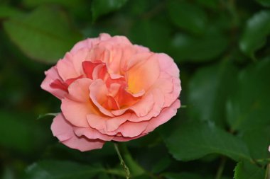 Koyu arkaplanda güzel bir gül çiçeği, yaz konsepti, yakın görüş  