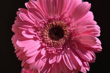 Karanlık arka planda güzel Gerbera çiçeği, yaz konsepti, yakın görüş  