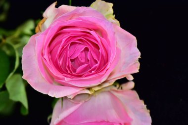 Koyu arkaplanda güzel çiçekler