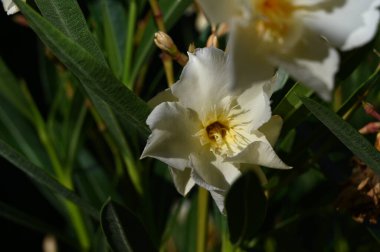Güneşli yaz gününde bahçede yetişen güzel çiçekler. 