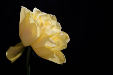 Koyu arkaplanda güzel bir gül, yaz konsepti, yakın görüş  