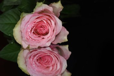 Koyu arkaplanda güzel bir gül, yaz konsepti, yakın görüş  