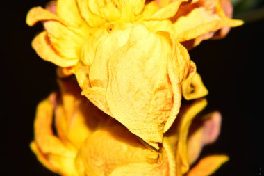 Koyu arkaplanda güzel çiçekler, yaz konsepti, yakın manzara  