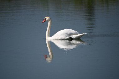 Güzel beyaz kuğu yaz günü göl yüzeyinde yüzüyor. 