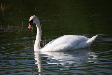 Güzel beyaz kuğu yaz günü göl yüzeyinde yüzüyor. 