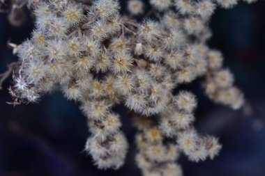 Gündüz kuru sonbahar kaplamalarının kapatılması 