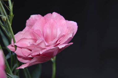 Karanlık arka planda güzel bir östoma çiçeği, yaz konsepti, yakın görüş  