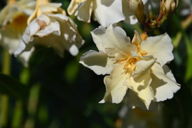 Güneşli yaz gününde bahçede yetişen güzel çiçekler. 