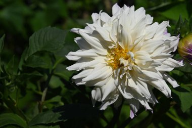 Mavi arka planda güzel Eustoma çiçekleri