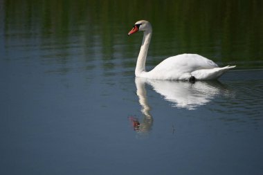 Güzel beyaz kuğu yaz günü göl yüzeyinde yüzüyor. 