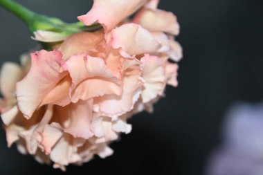 Karanlık arka planda güzel Eustoma çiçekleri, yaz konsepti, yakın görüş  