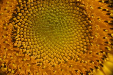 Güneşli yaz gününde bahçede büyüyen güzel bir çiçek. 