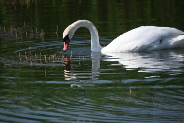 Güzel beyaz kuğu yaz günü göl yüzeyinde yüzüyor. 