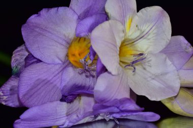 Koyu arkaplanda güzel çiçekler, yaz konsepti, yakın manzara  